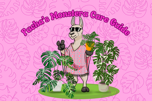 Monstera Care Guide