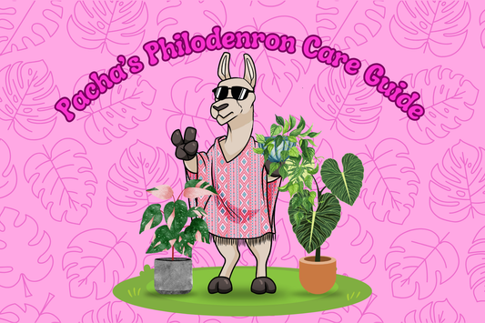 Philodenron Care Guide