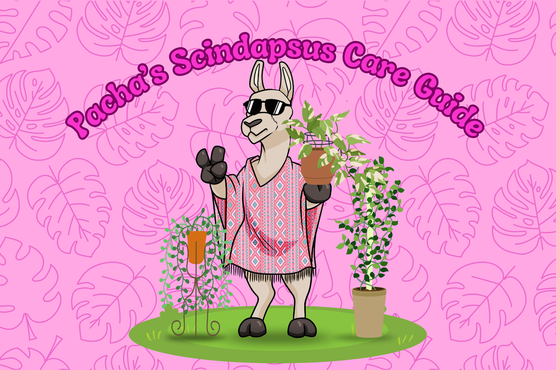 Scindapsus Care Guide