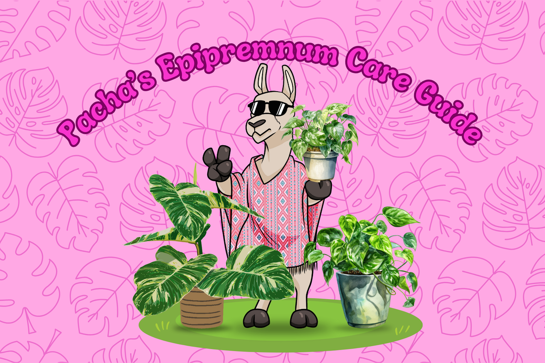Epipremnum Care Guide
