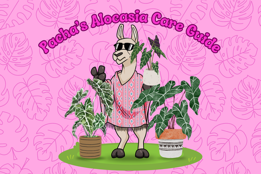 Alocasia Care Guide