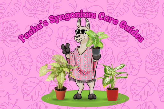 Syngonium Care Guide