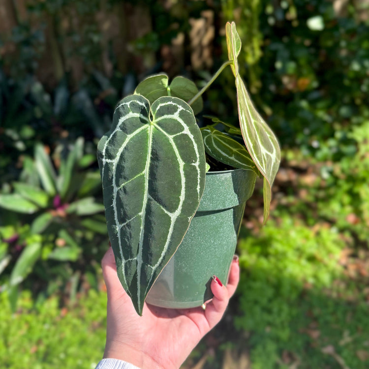 Anthuriums