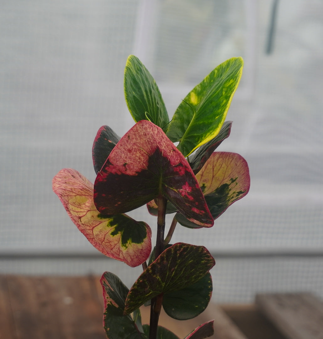 Croton Rose 4”