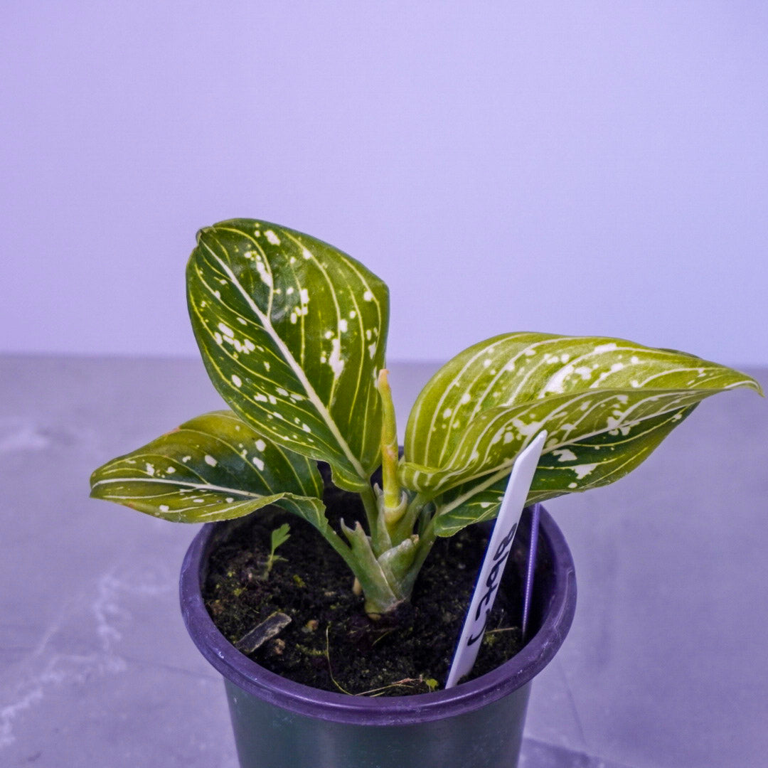Aglaonema Siti Nurhaliza Tom Pride Live Plant 4” Pot | Beginner
