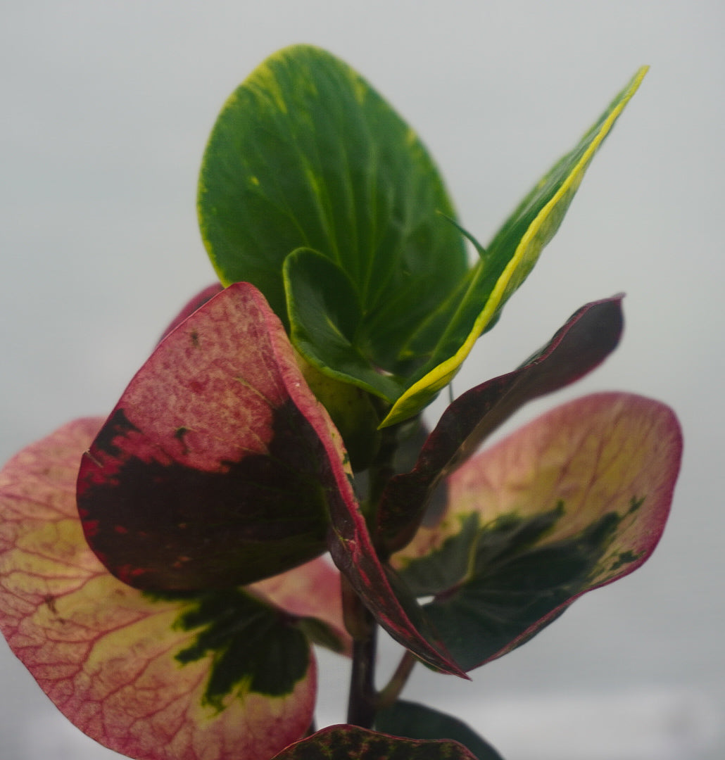 Croton Rose 4”