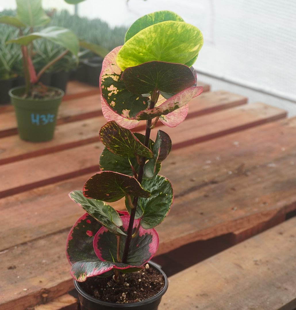 Croton Rose 4”