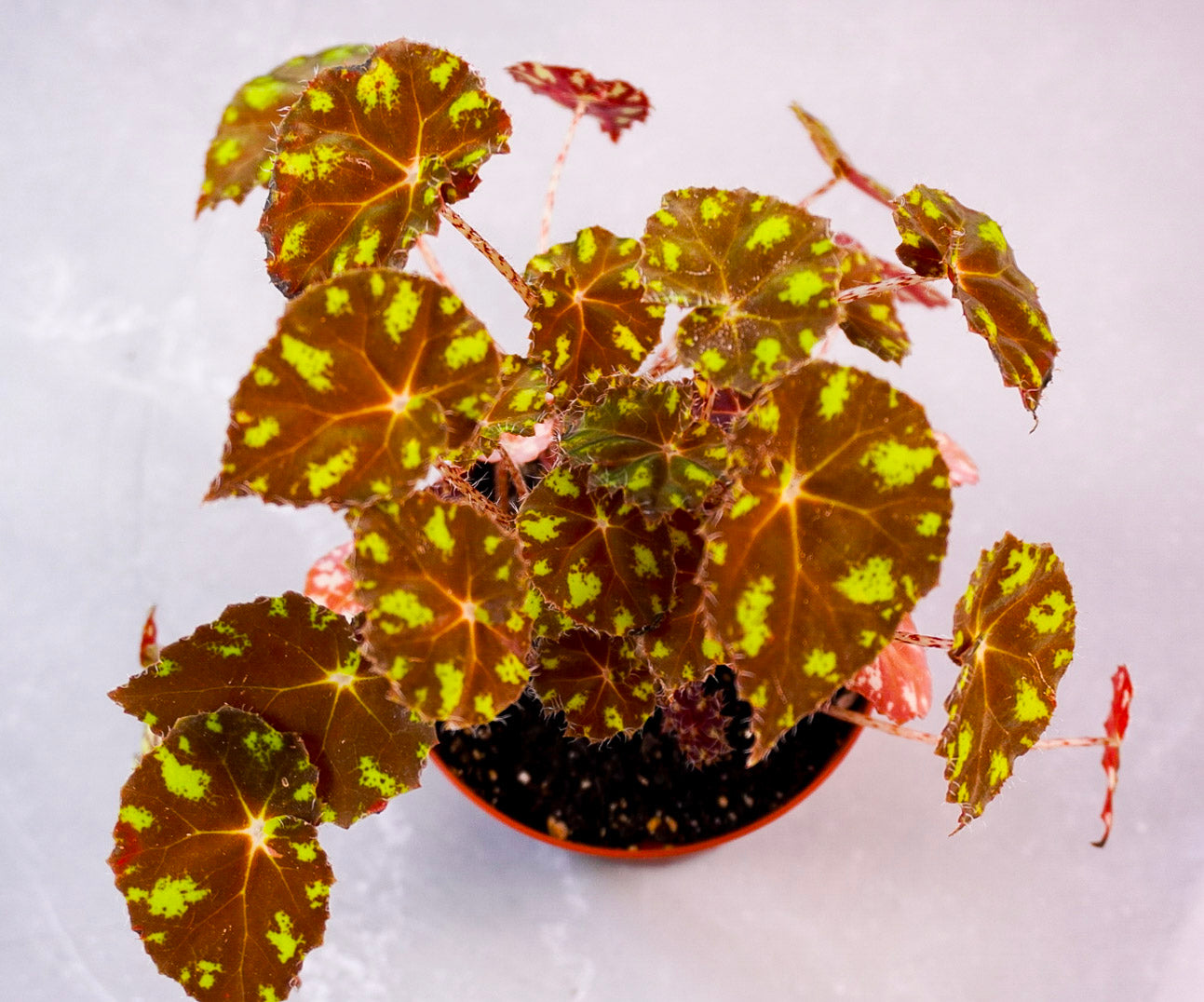 Begonia Kit Kat Top View Potted plant with variegated leaves on a light background