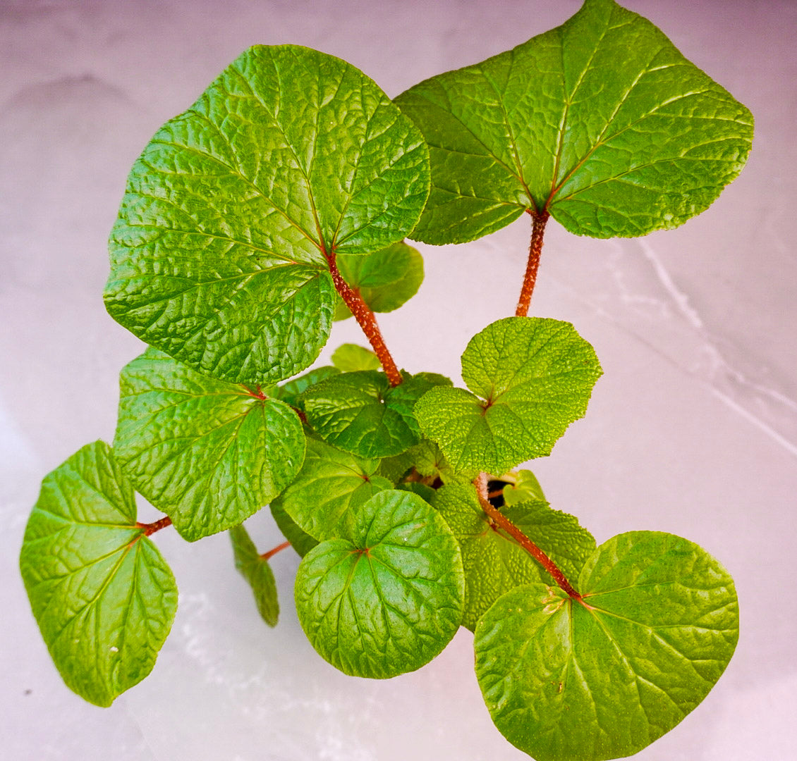Begonia Paleata 4 Inch Pot Top View Close-up of green leaves with a white background