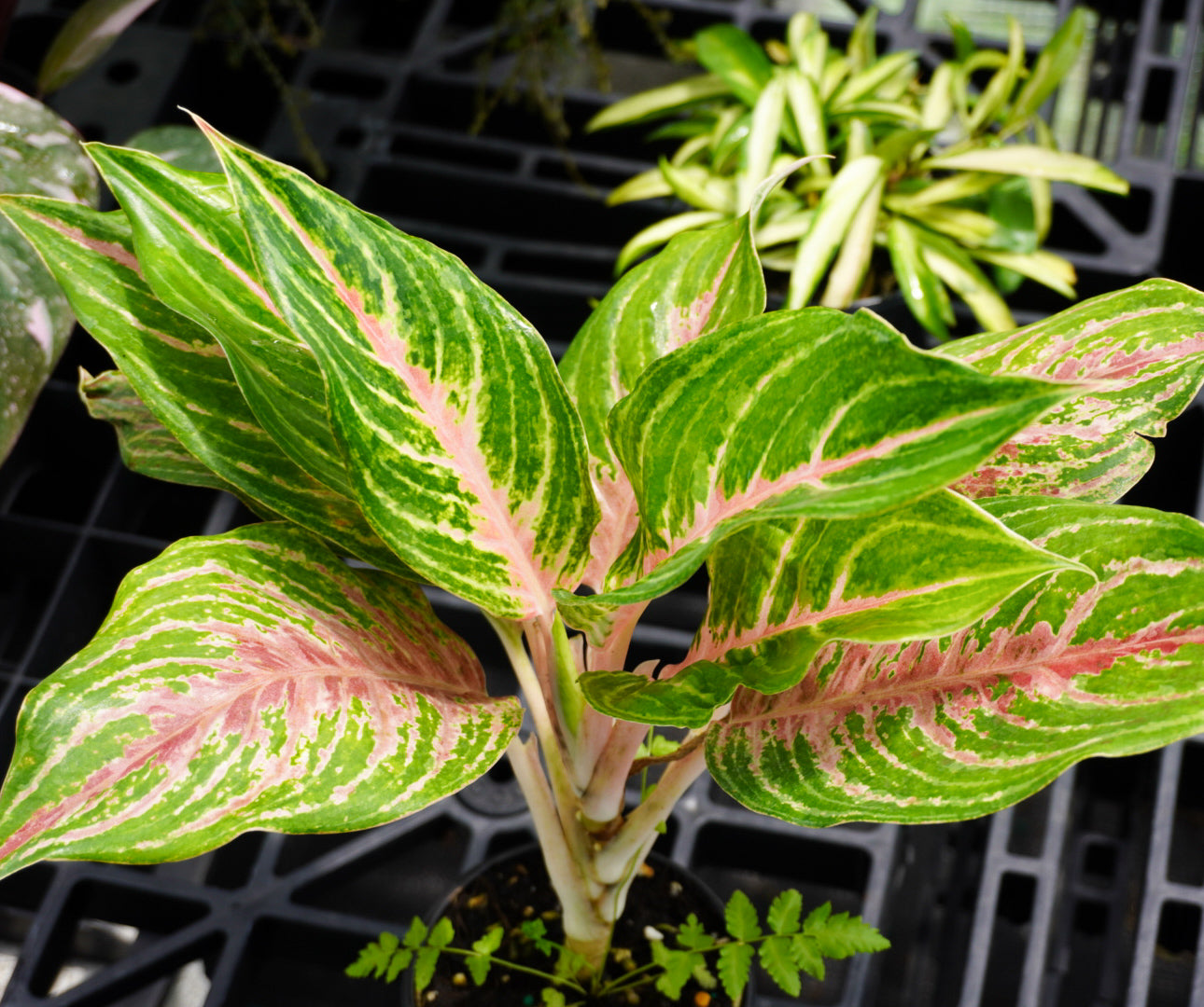 Aglaonema Mahanakorn 4"