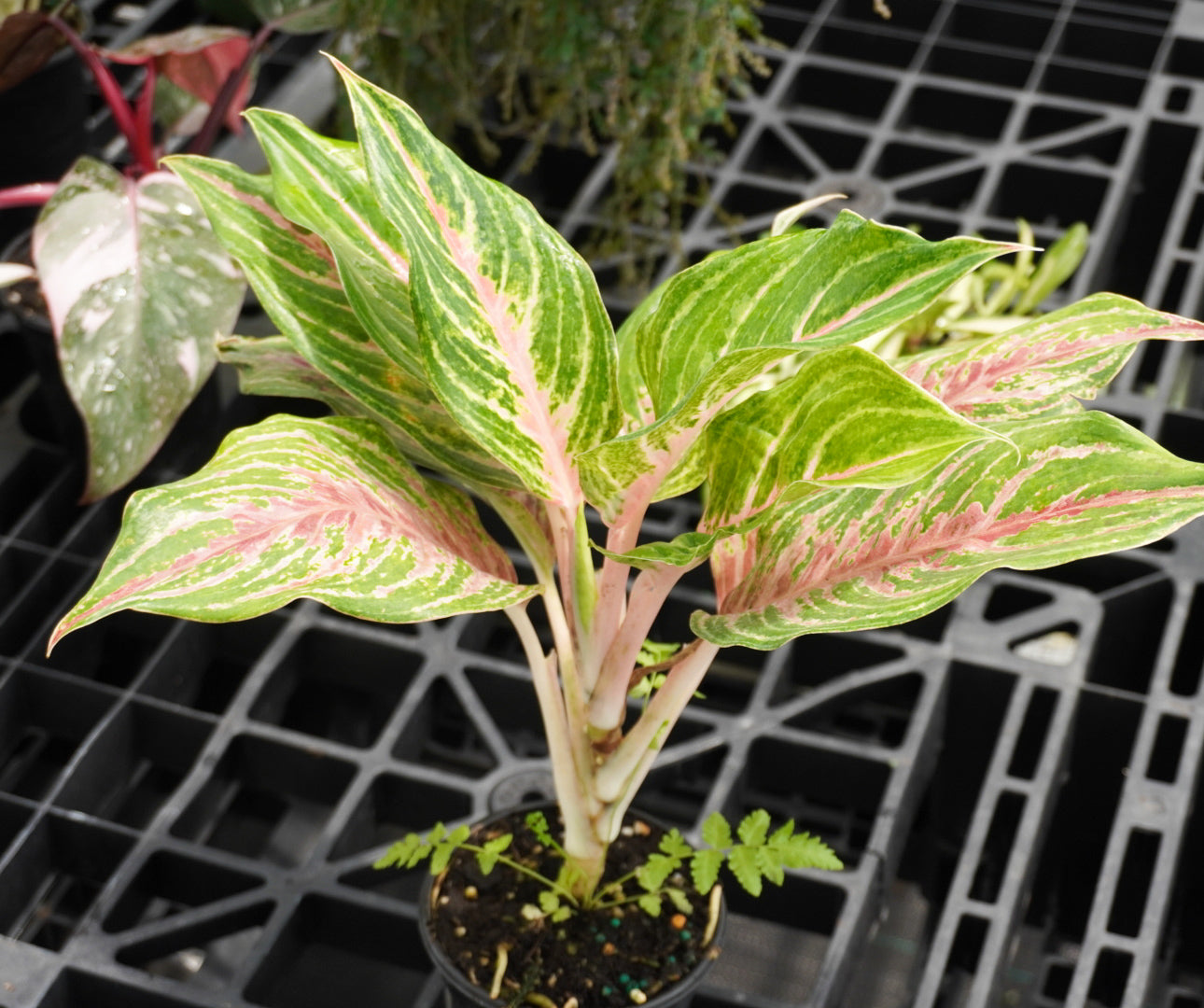 Aglaonema Mahanakorn 4"
