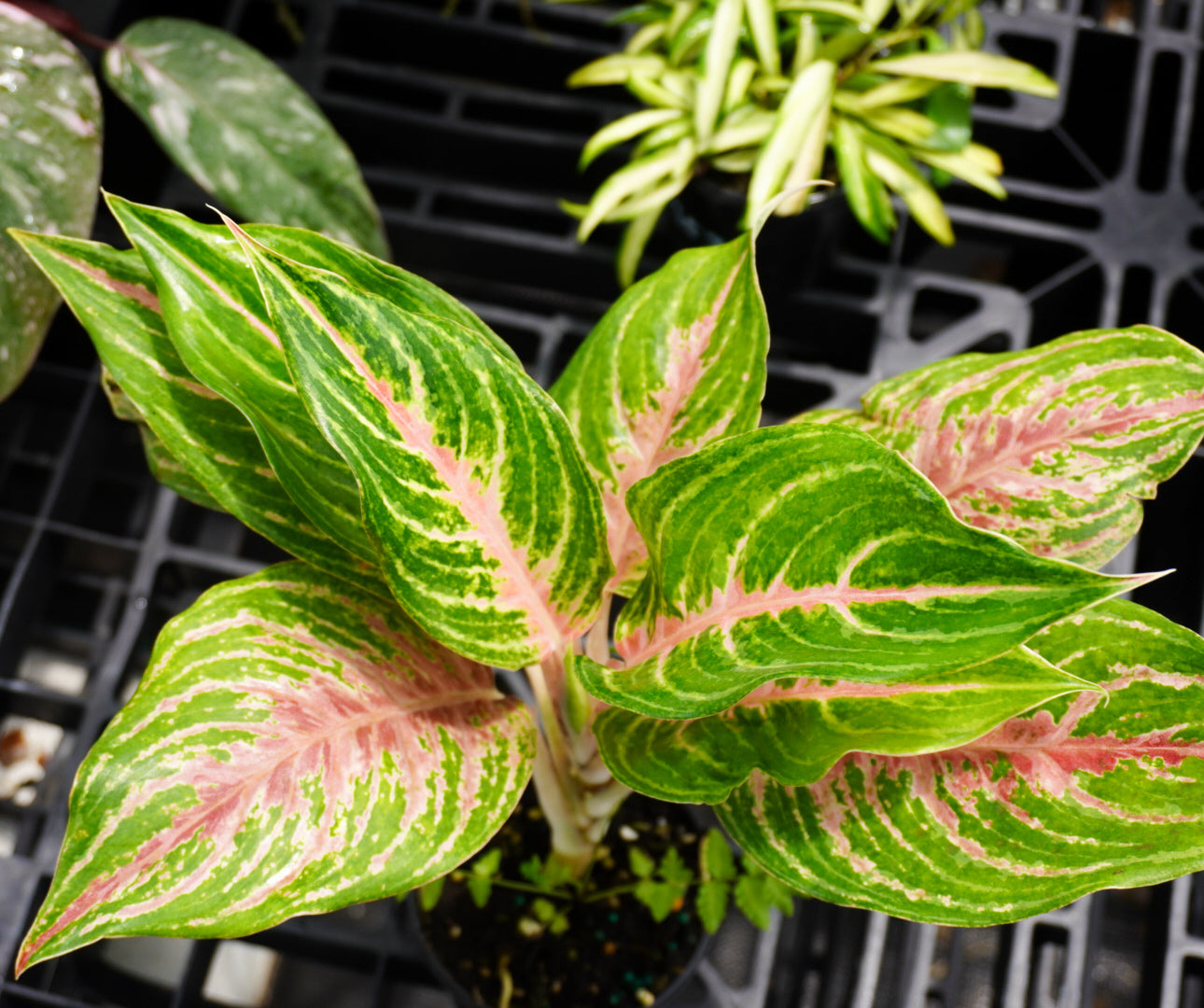 Aglaonema Mahanakorn 4"