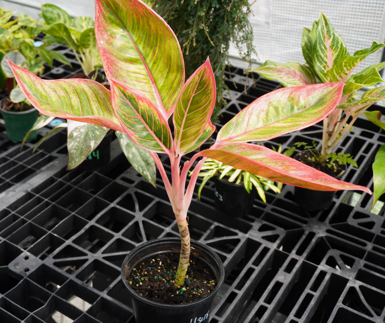 Aglaonema Khanza