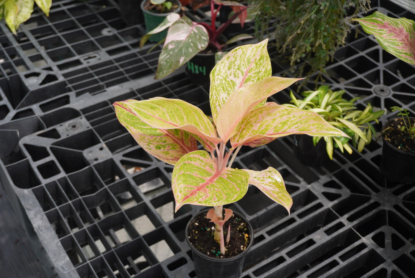 Aglaonema Robert 4"