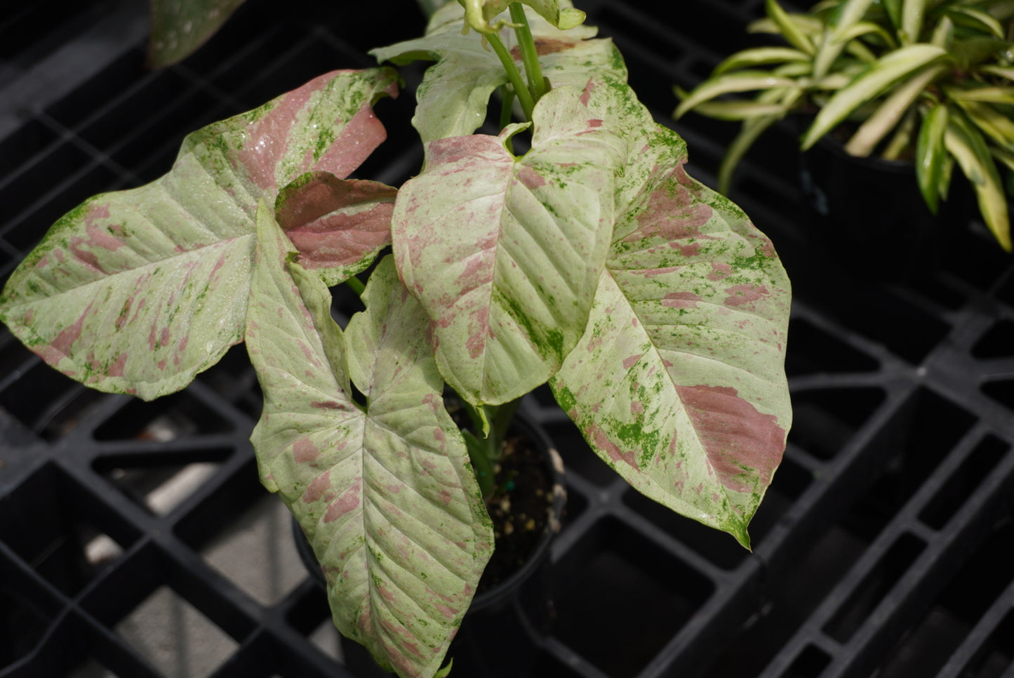 Syngonium Milk Confetti Tricolor