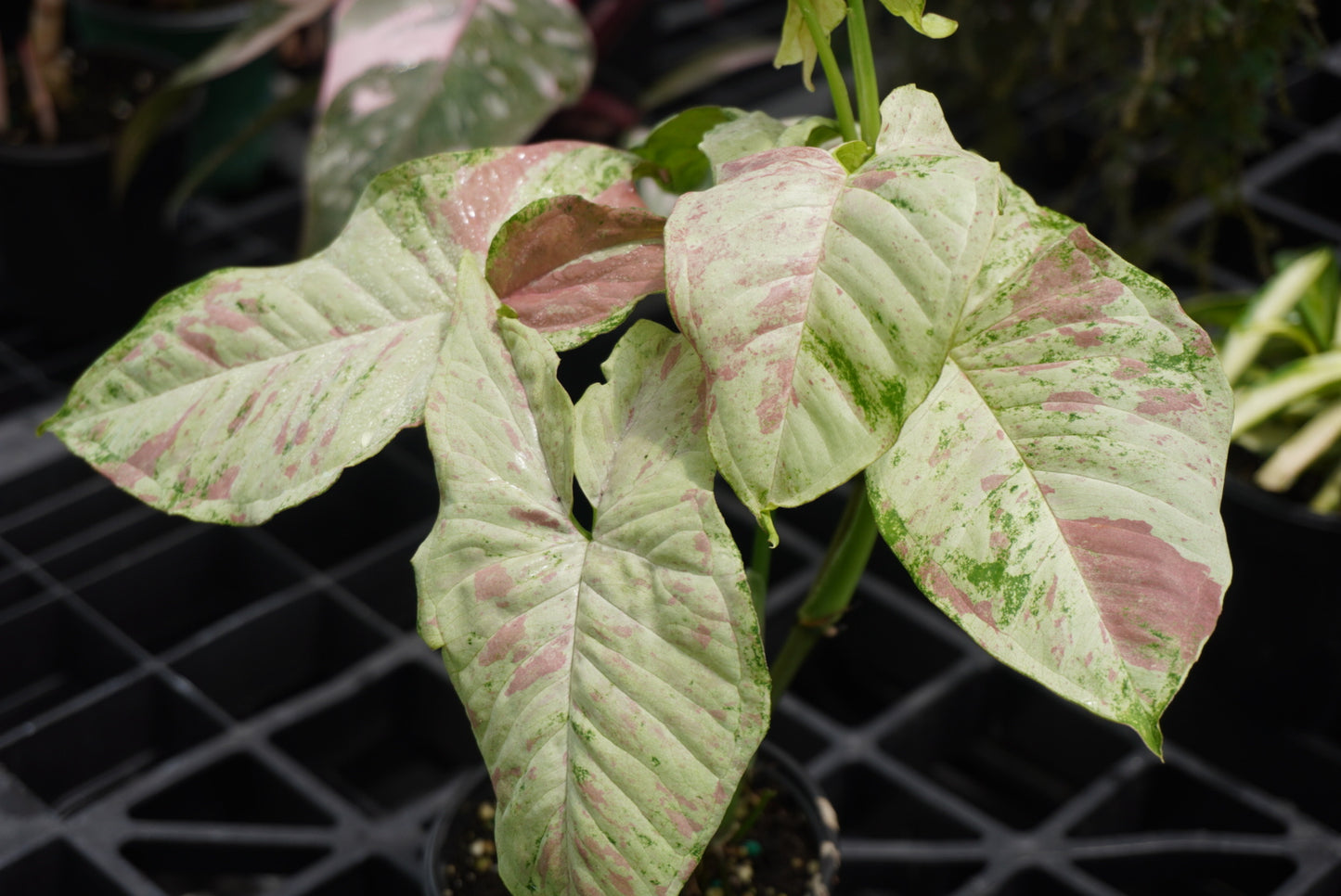 Syngonium Milk Confetti Tricolor