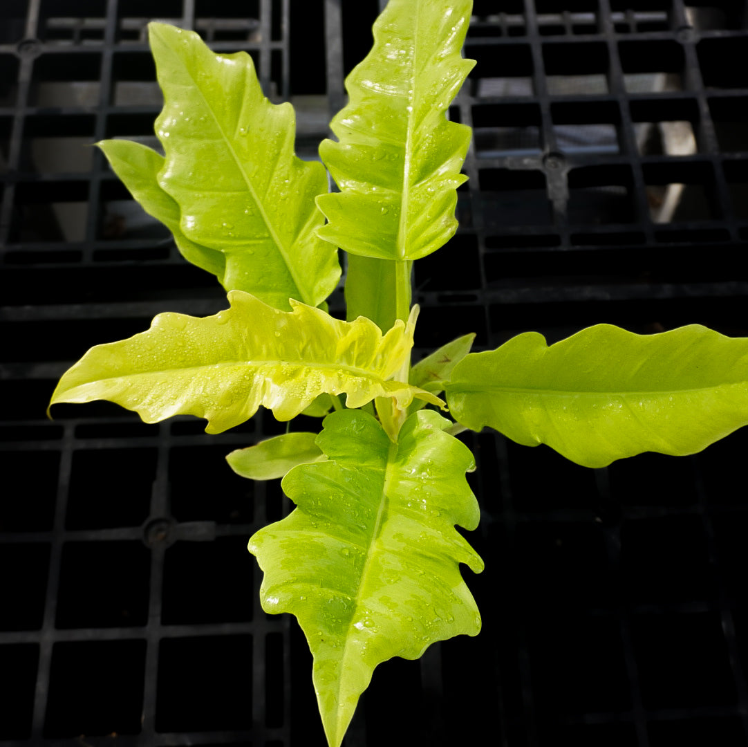 Philodendron Golden Crocodile 4”