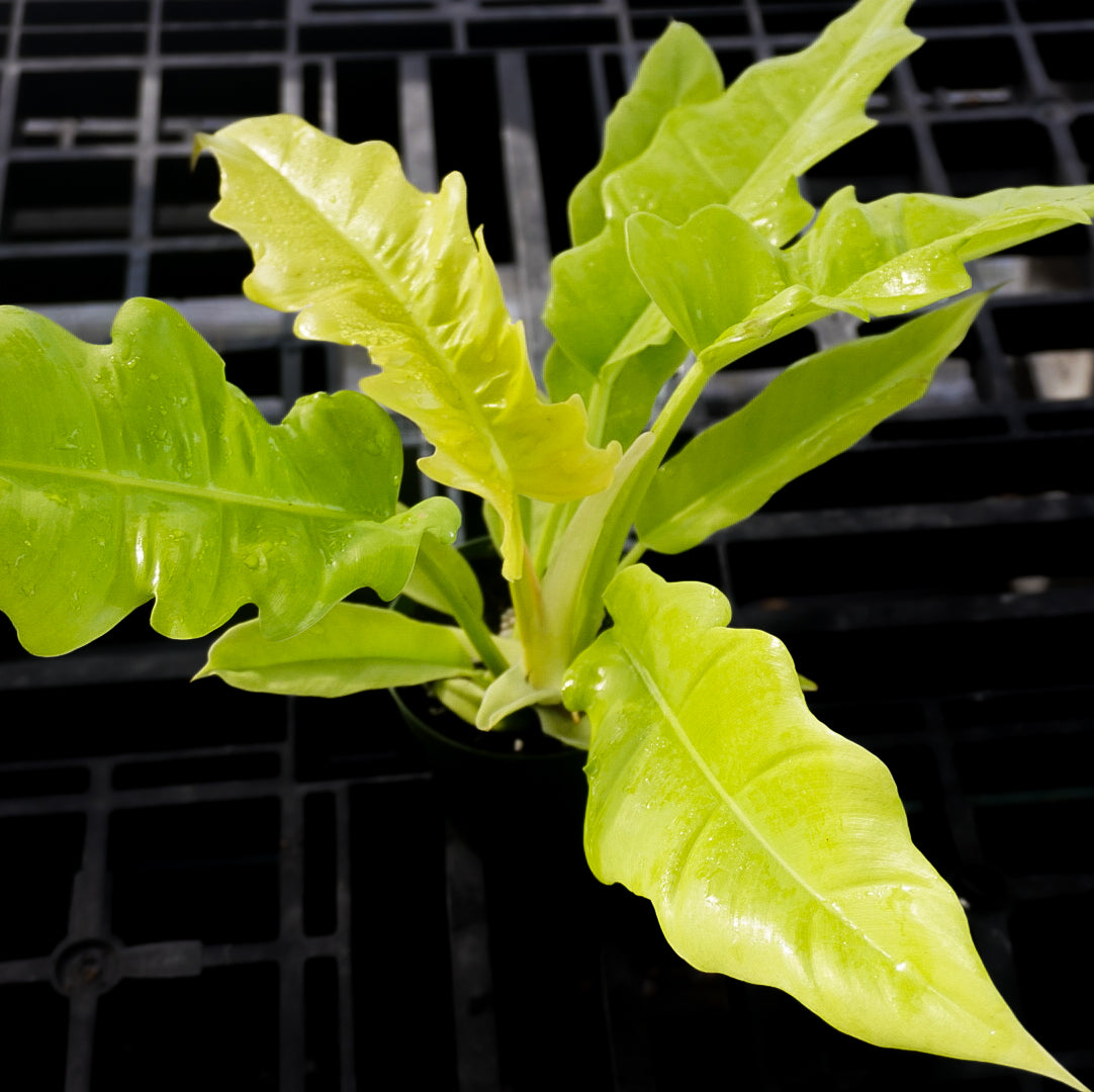 Philodendron Golden Crocodile 4”