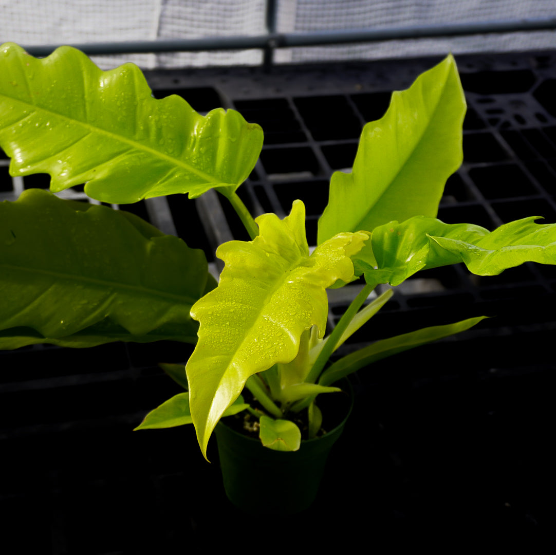 Philodendron Golden Crocodile 4”