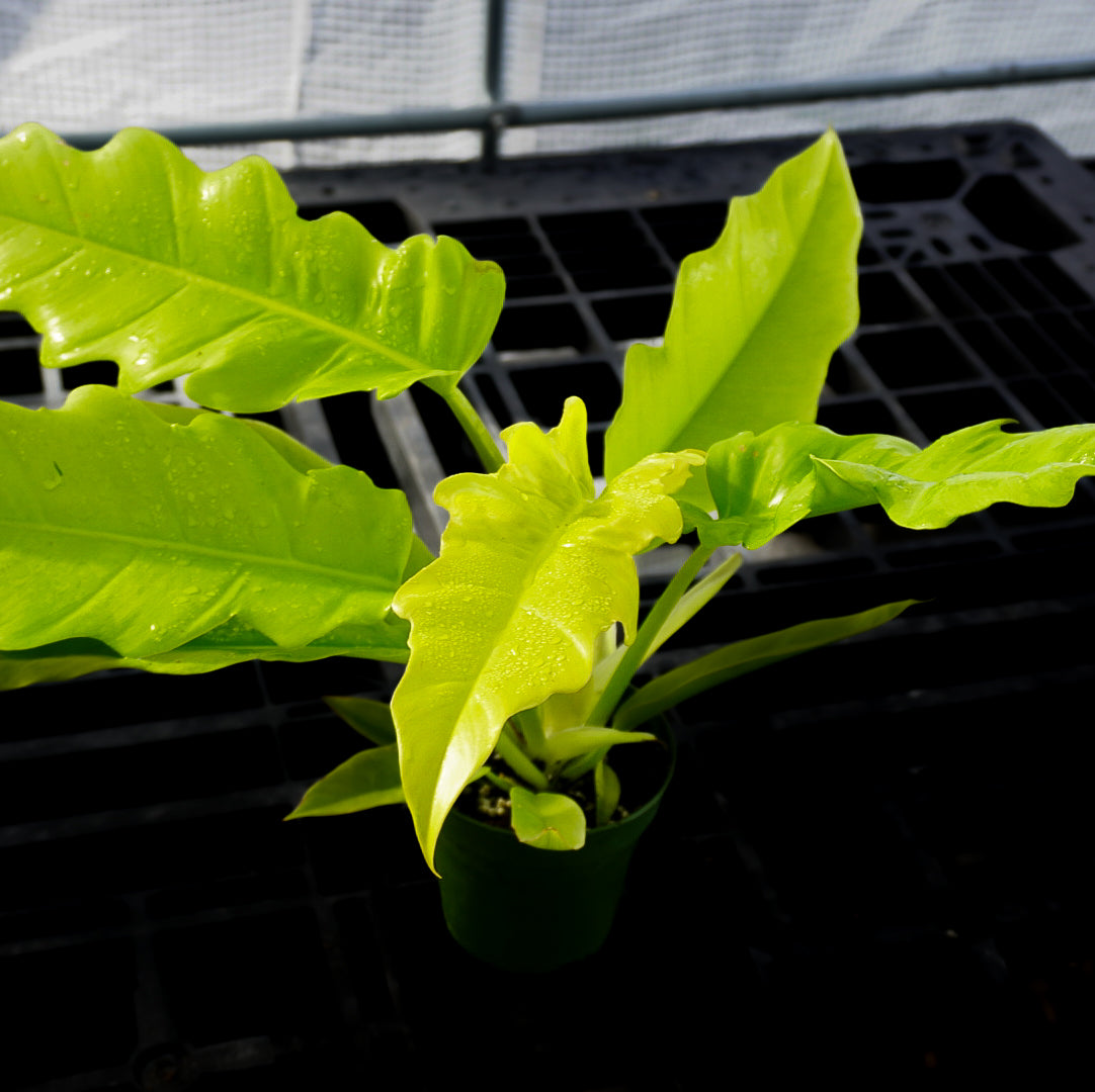 Philodendron Golden Crocodile 4”