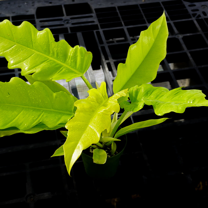 Philodendron Golden Crocodile 4”