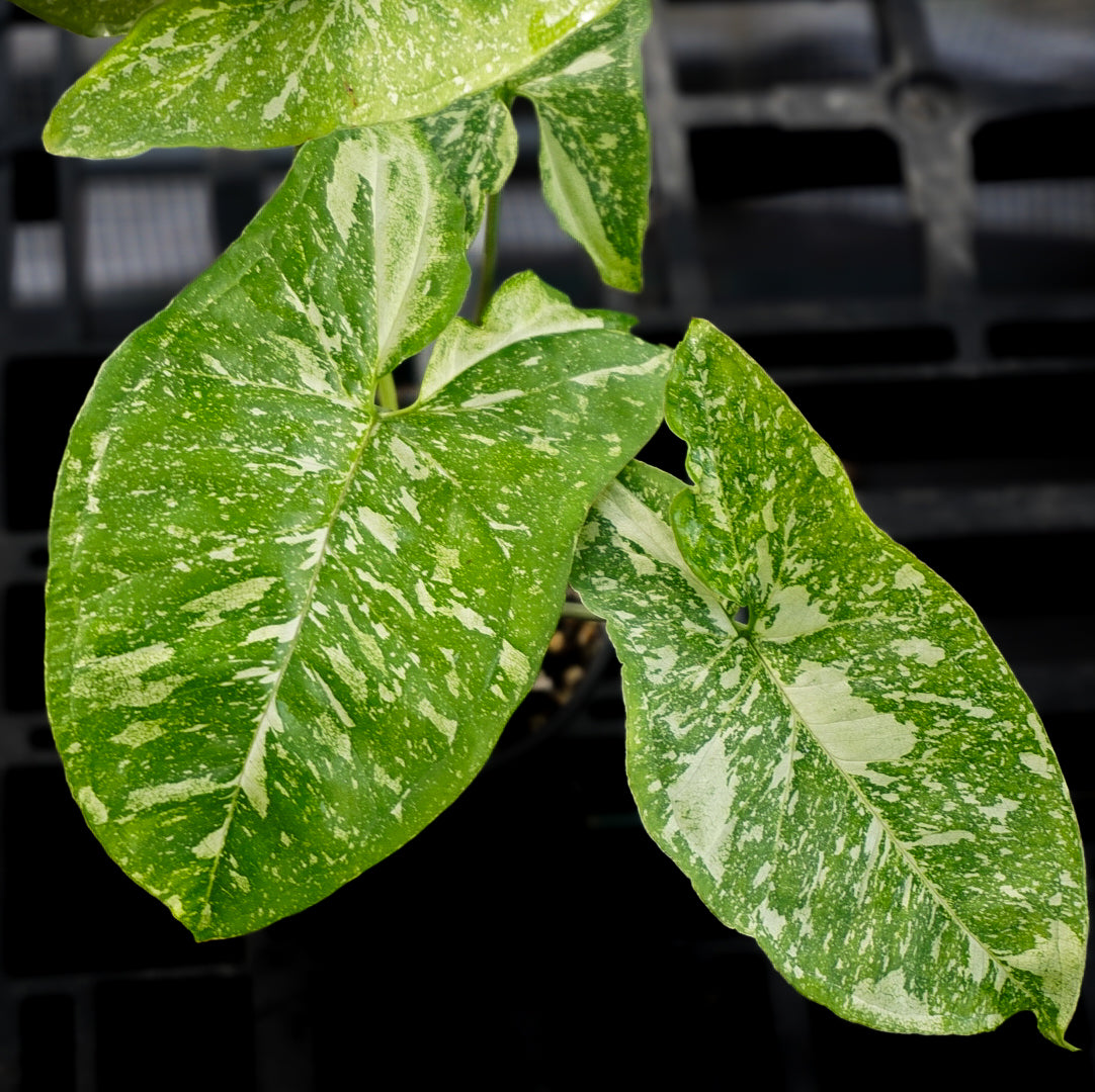 Syngonium Panda Galaxy