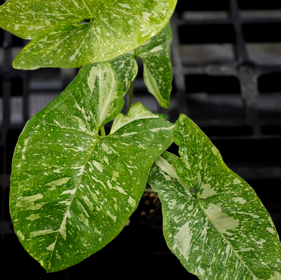 Syngonium Panda Galaxy