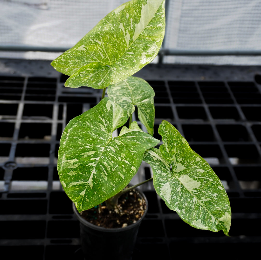 Syngonium Panda Galaxy
