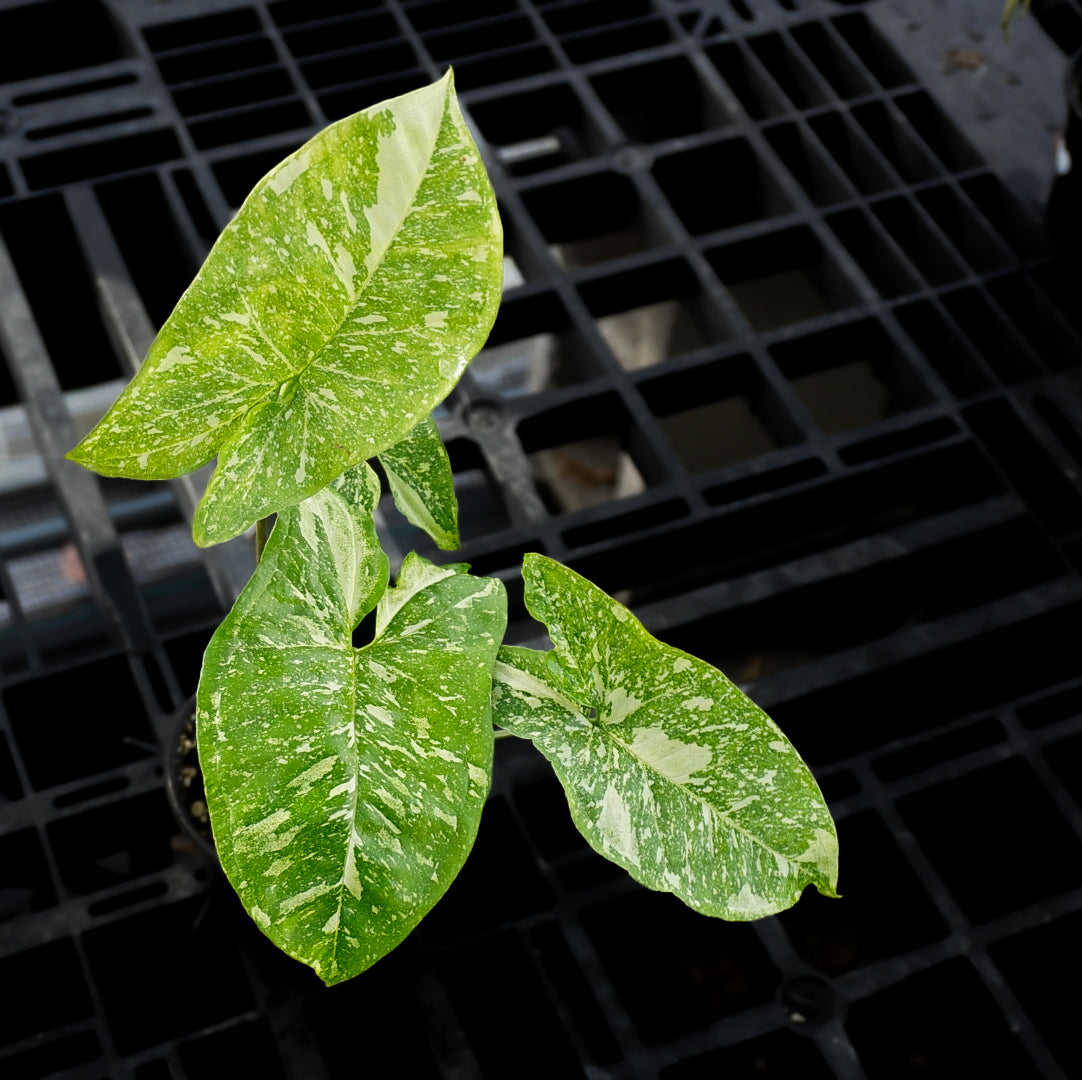 Syngonium Panda Galaxy