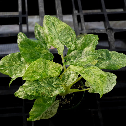 Alocasia Odora Batik Variegated