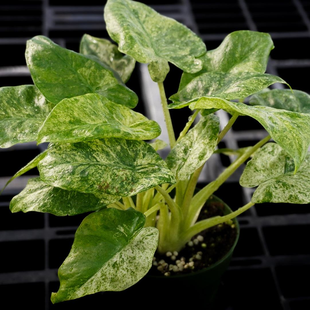 Alocasia Odora Batik Variegated