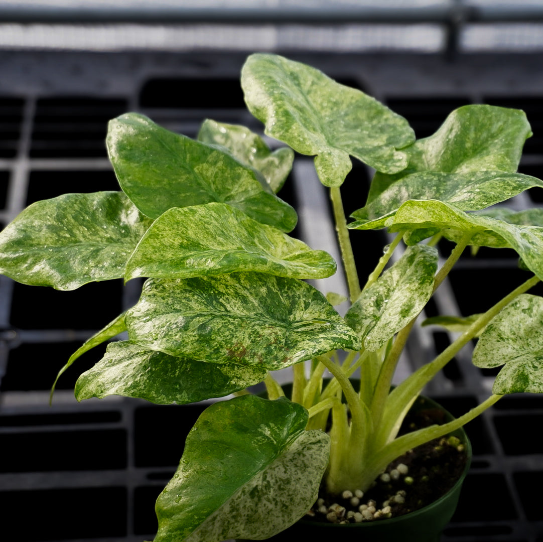 Alocasia Odora Batik Variegated