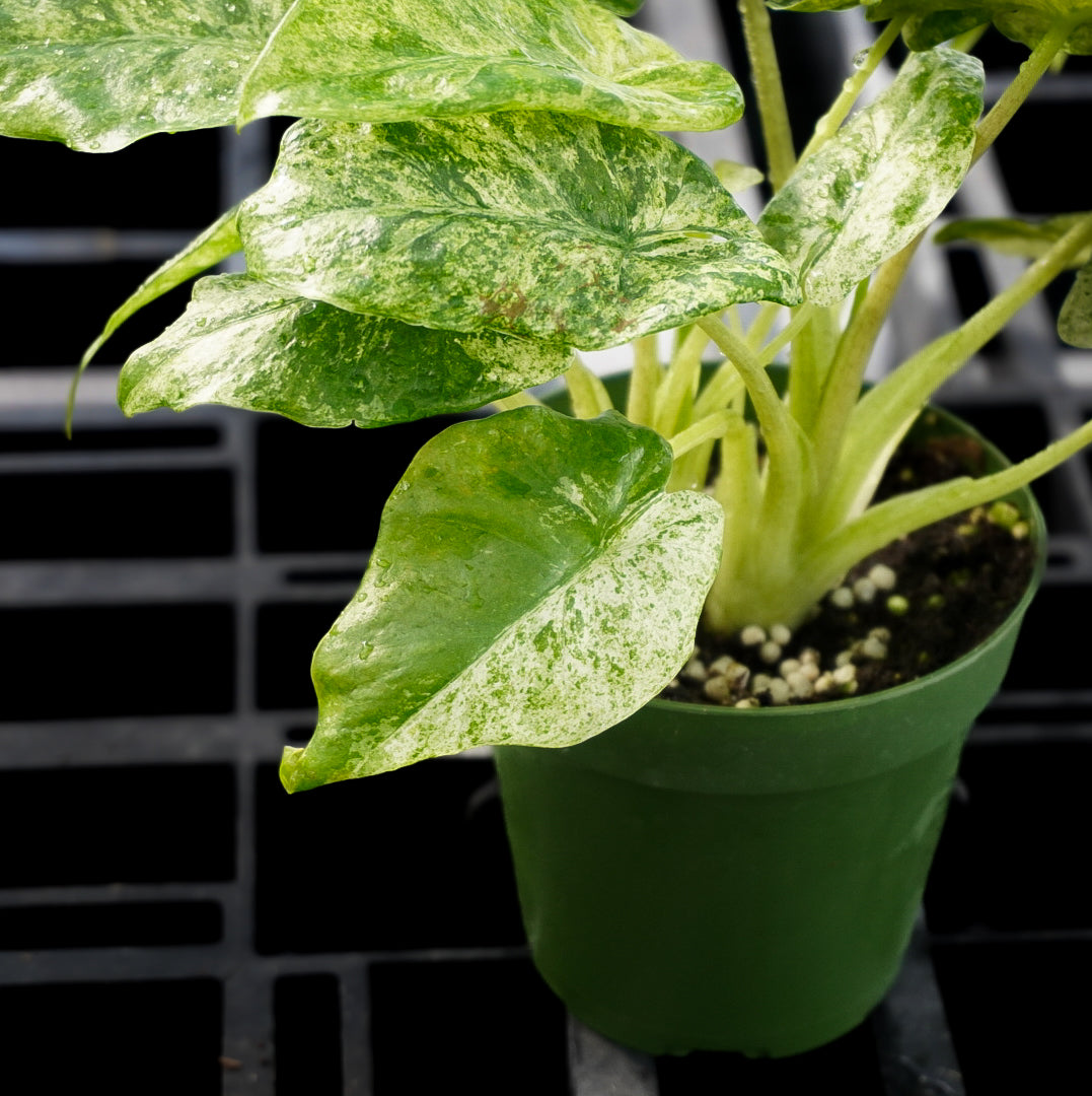 Alocasia Odora Batik Variegated