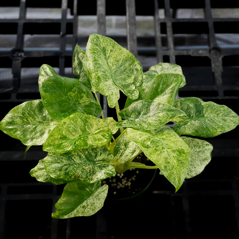 Alocasia Odora Batik Variegated