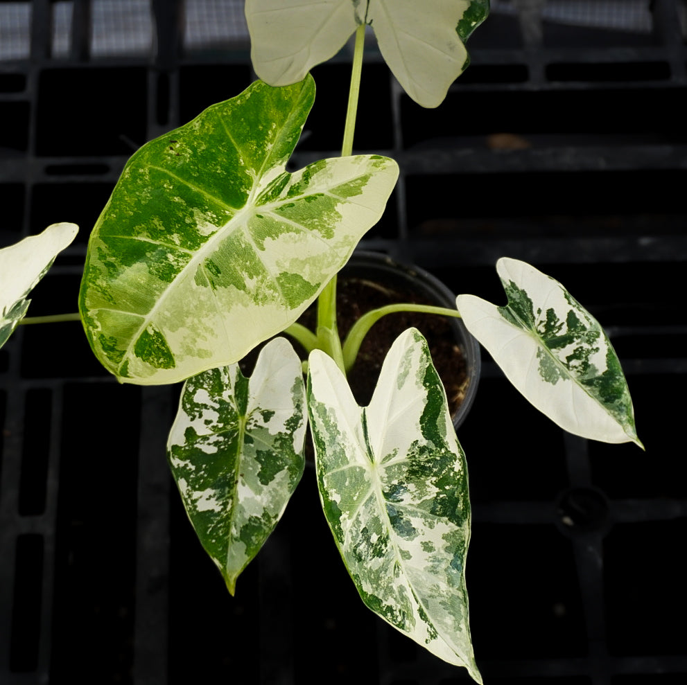 Alocasia Frydek Albo Variegated