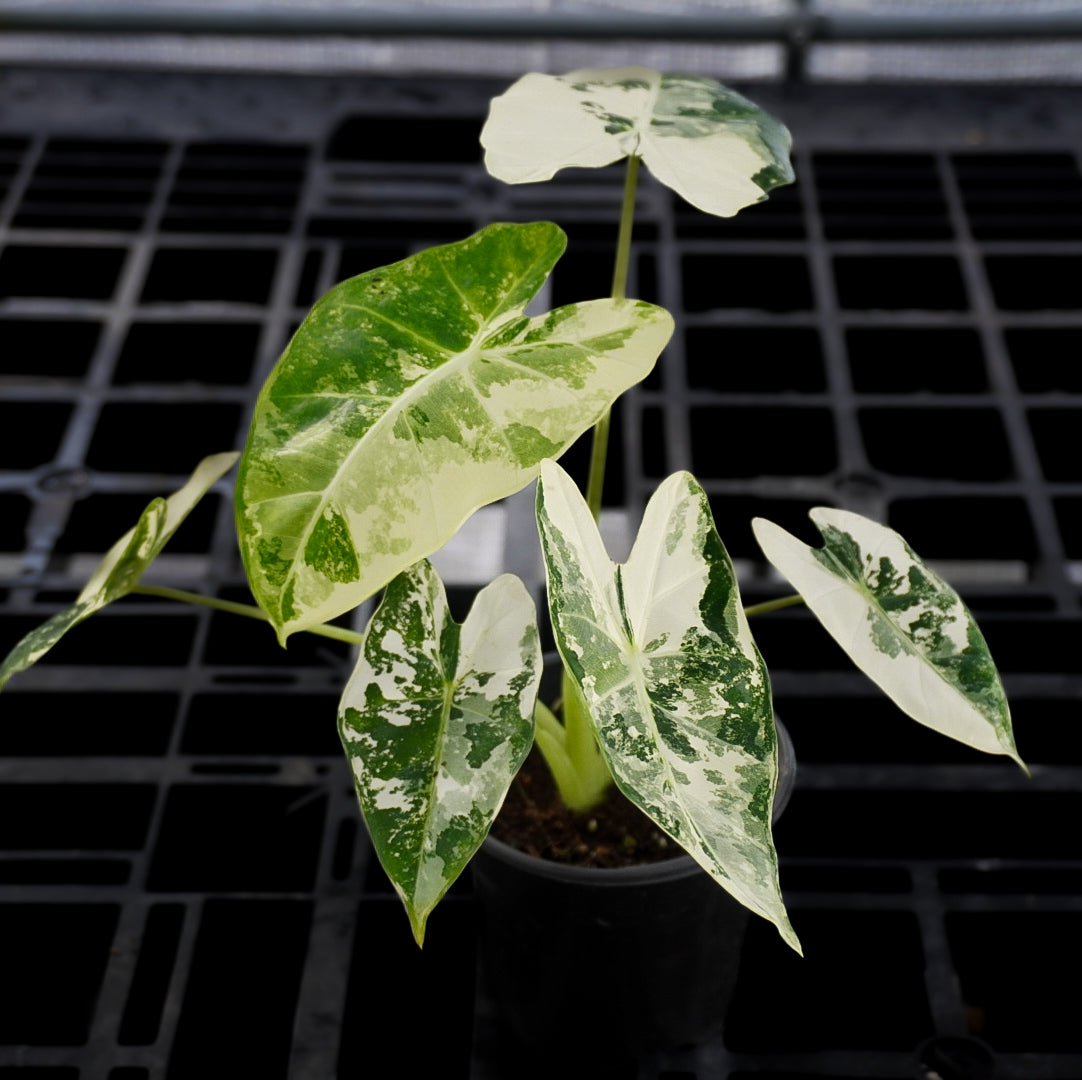 Alocasia Frydek Albo Variegated
