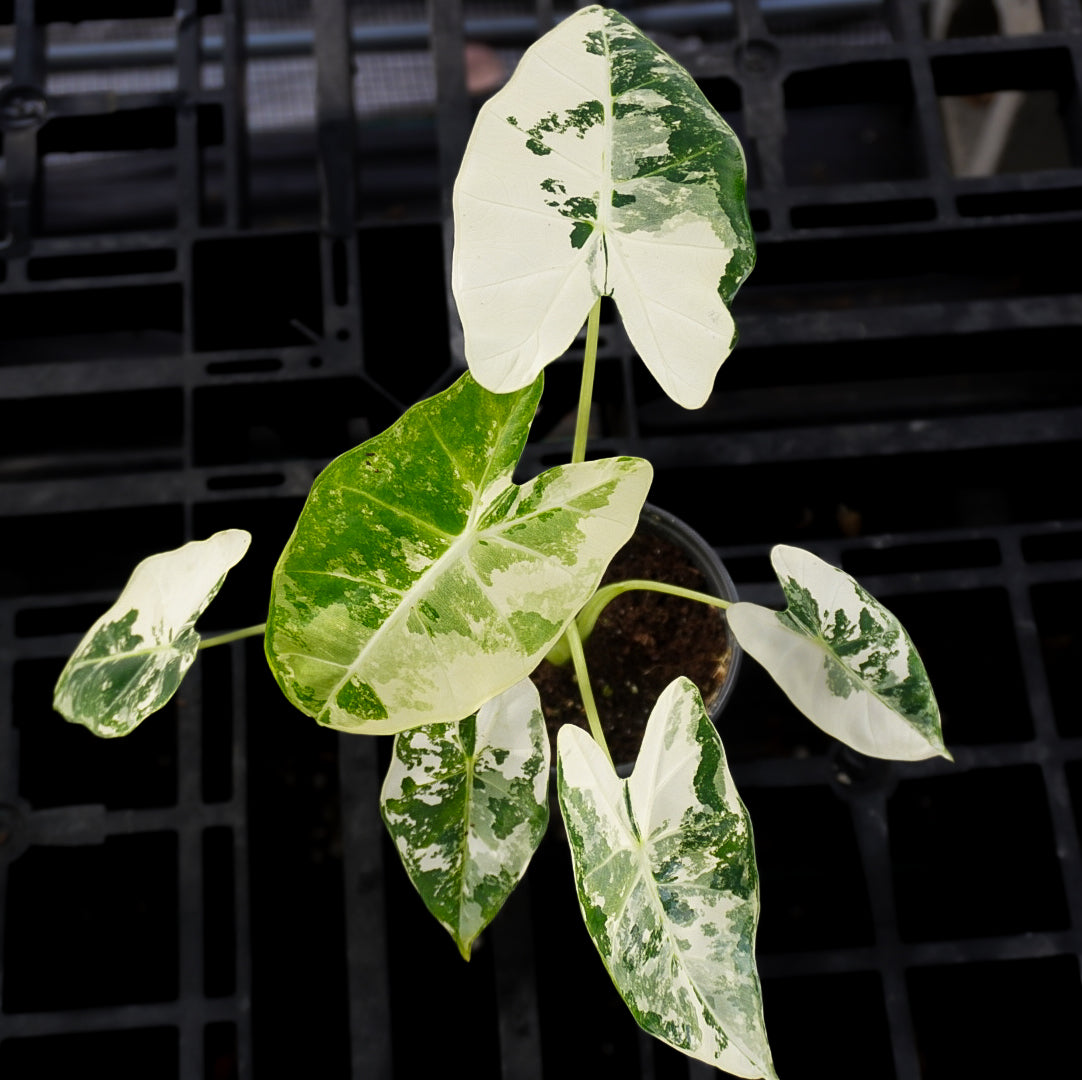 Alocasia Frydek Albo Variegated
