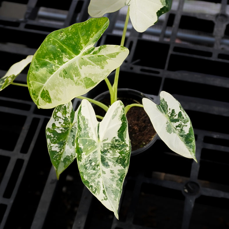 Alocasia Frydek Albo Variegated