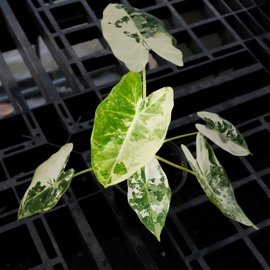 Alocasia Frydek Albo Variegated