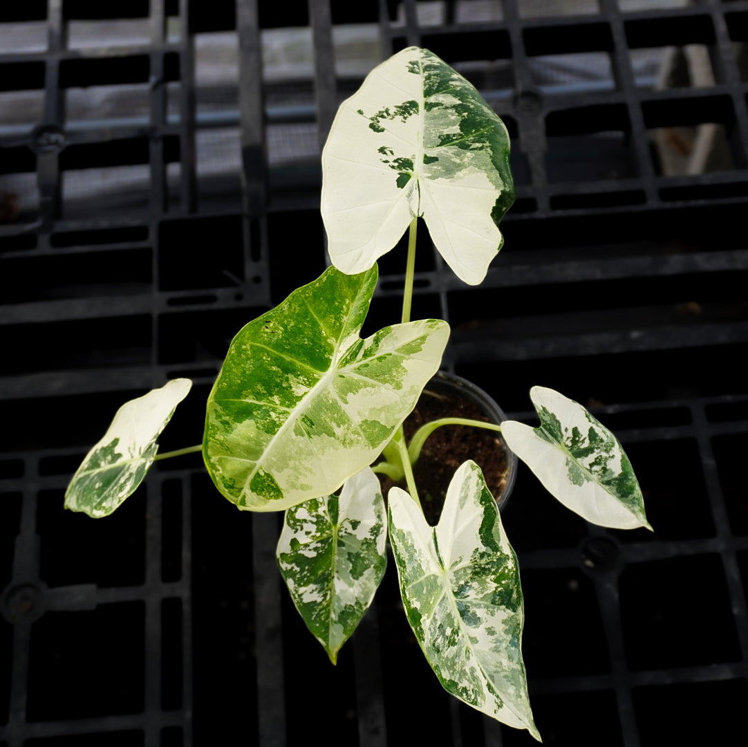 Alocasia Frydek Albo Variegated