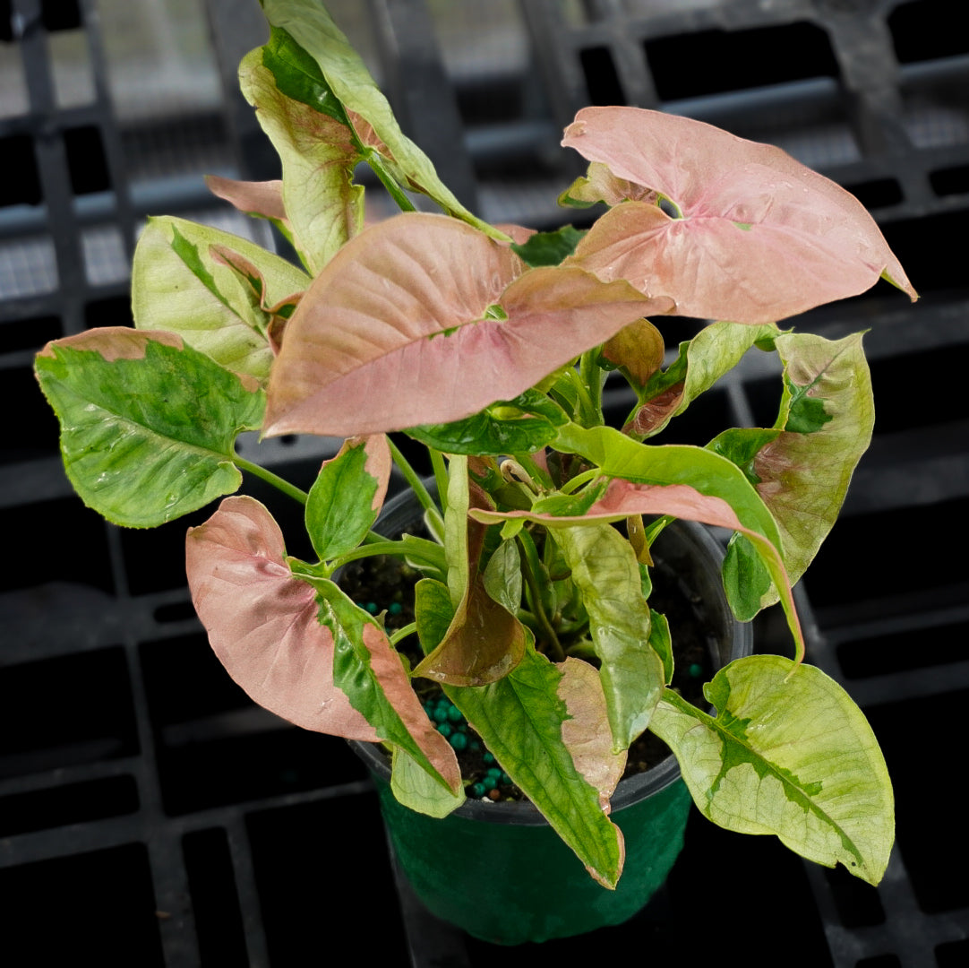 Syngonium Pink Lava
