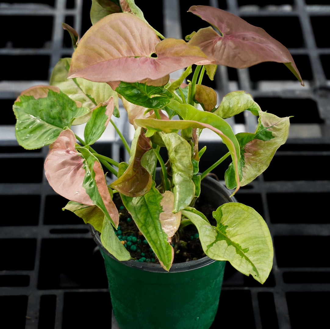 Syngonium Pink Lava