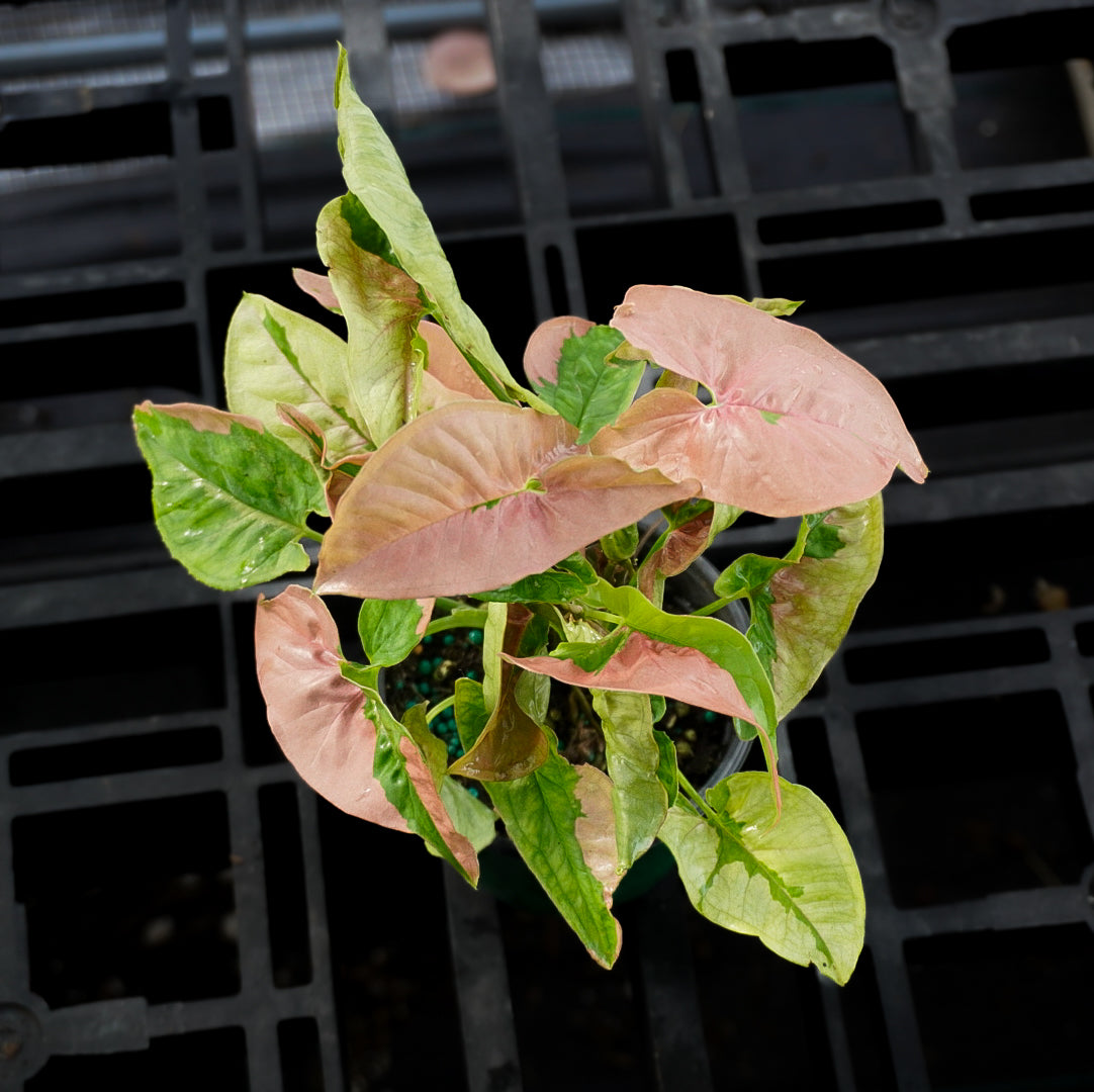 Syngonium Pink Lava