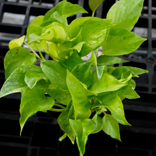 Epipremnum São Paulo