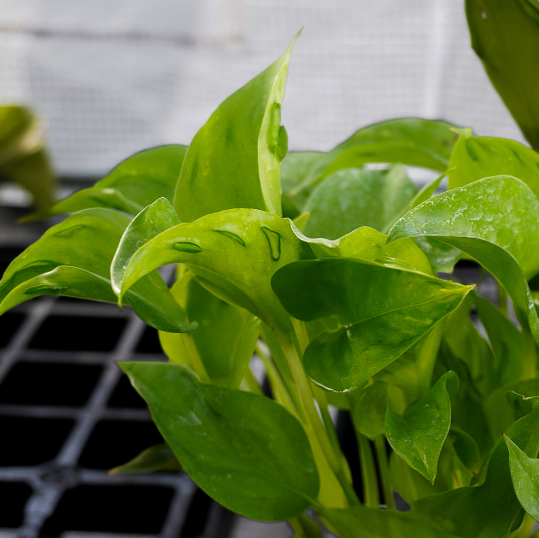 Epipremnum São Paulo