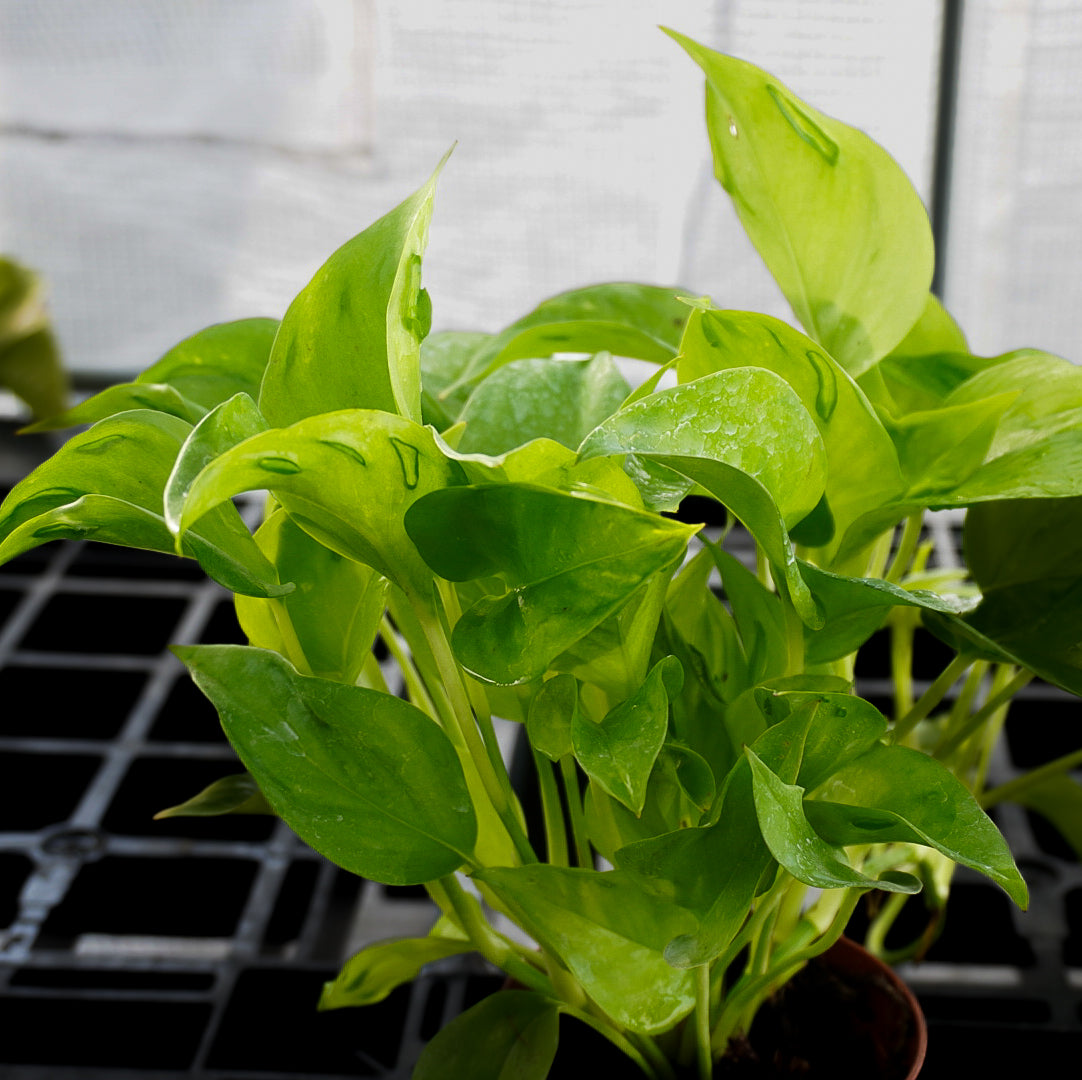 Epipremnum São Paulo