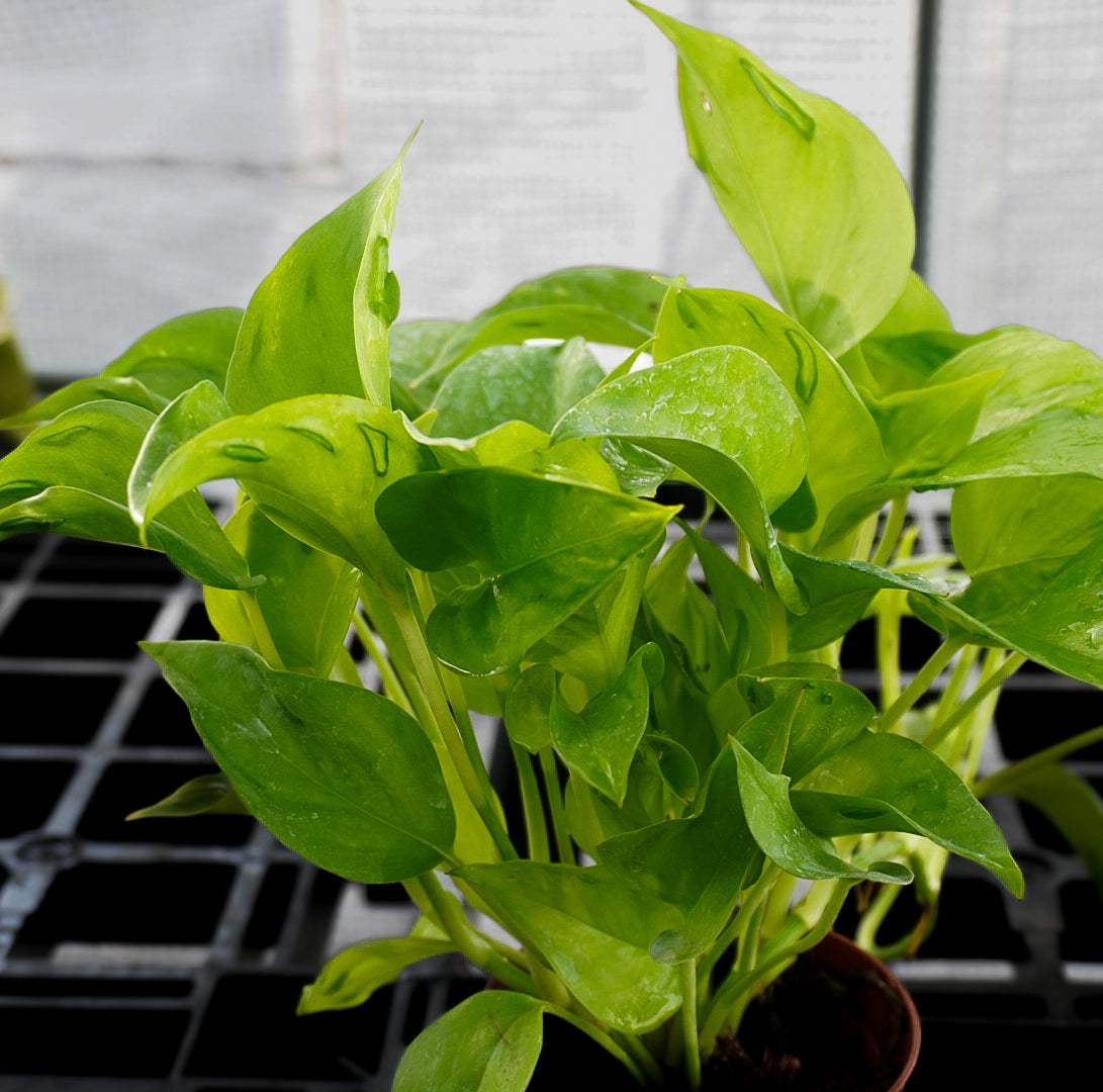Epipremnum São Paulo