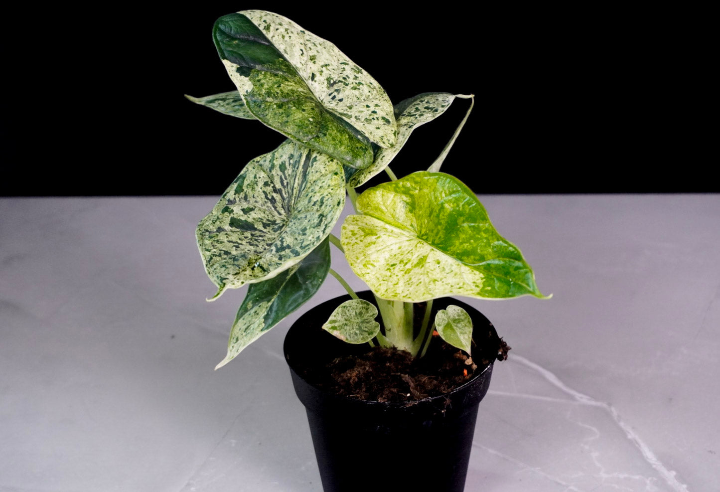 M1583 Alocasia Dragon Scale Mint in a 3-inch pot, perfect for collectors and indoor plant enthusiasts