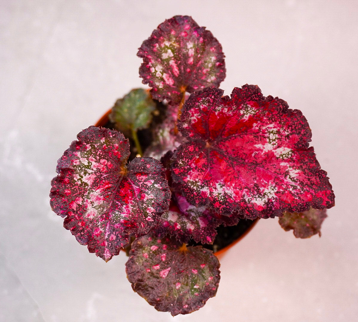 Top view of Begonia Gift Wrap M1033 collector begonia