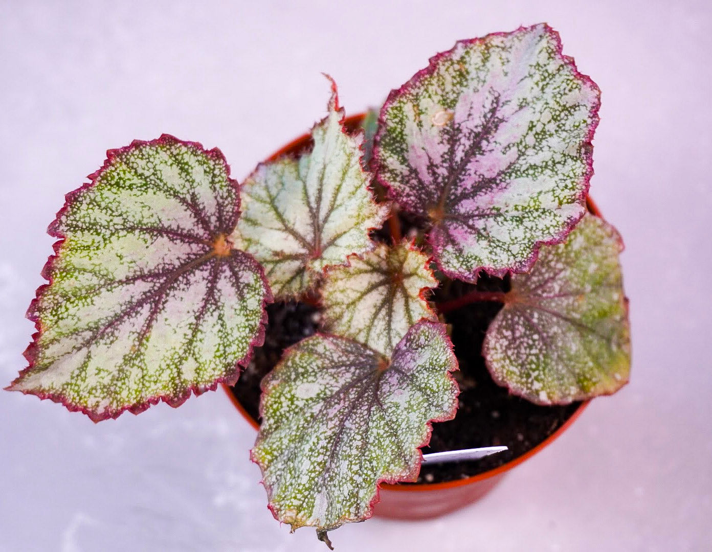 Close up of Begonia Harmony’s Heart of Bliss M425 detailed leaf texture and pattern